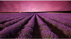 Blueback MAT Tapéta levendulamező, naplemente, 250 x 150 cm (BBIMG6803)