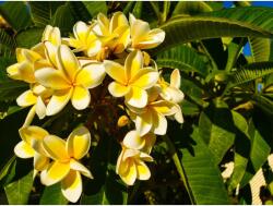 MÉDIA Flori54 öntapadós tapéta, 250 x 200 cm (FOTOTAP13986)