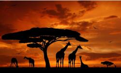 Blueback MAT Falikép Zsiráf, naplemente, 200 x 150 cm (BBIMG6752)