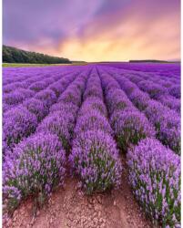 MÉDIA Öntapadó és mosható fali tapéta Flori27, 150 x 205 cm (FOTOTAP5591)