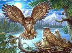 NORIMPEX - Puzzle Tablou Diamant: Cuib de bufniță 30x40cm - 1 - 39 piese