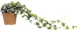 FloraSelf Iederă alb-verde FloraSelf Hedera helix H ca. 20 cm ghiveci Ø 13 cm (5-2D-3B-4B-MAR-VHORHED13WI01)