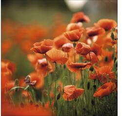Pure Living Tablou sticlă Pure Living Orange Poppies I 80x80 cm (GLA1267ZE)