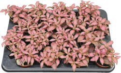 FloraSelf Planta cu piele de șarpe Mix FloraSelf Fittonia H 12 cm ghiveci Ø 7 cm diferite sortimente (3-2N-3B-4B-MAR-24707FIFORE07)