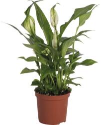 FloraSelf Crinul păcii FloraSelf Spathiphyllum wallisii H 20-25 cm ghiveci Ø 7 cm (3-2K-3B-4B-MAR-HB PEARL 7)
