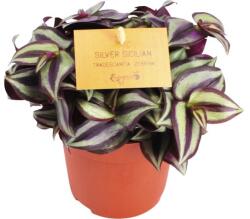 FloraSelf Telegraf FloraSelf Tradescantia zebrina H 15-20 cm ghiveci Ø 10, 5 cm (5-2K-3B-4B-MAR-ZEB11FS)