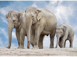 Blueback MAT Elefánt családi tapéta, 300 x 250 cm (BBIMG7056)