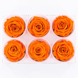 DekorPlaza Rose Amor LL Örökrózsa Fej 6db Narancs ORA02 EKF-08240