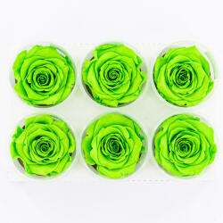 DekorPlaza Rose Amor LL Örökrózsa Fej 6db Zöld GRE05 EKF-08239