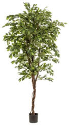 DekorPlaza Élethű Fikusz Fonott Törzzsel 200 Cm 129_180