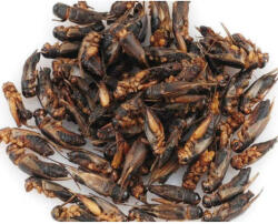 trópus Dried Cricket kiegészítő eleség (szárított tücsök) rágcsálók, madarak, sünik és hüllők részére 40g