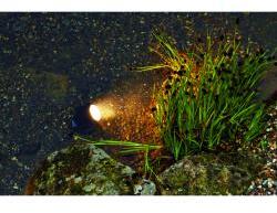 Pontec PondoStar LED Set 1 LED világítás (57519) (18280)