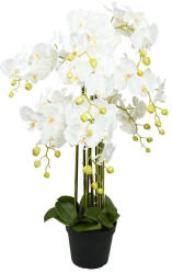  Selyemvirág Lepkeorchidea 8 ágú, kaspóban 90 cm