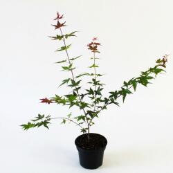 Arțar japonez Deshojo (Acer palmatum Deshojo) (9960)