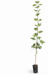  Arțar (Acer platanoides) (9965)
