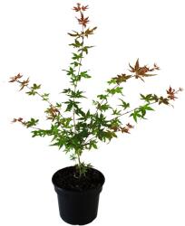  Arțar japonez Phoenix (Acer palmatum Phoenix) (9964)