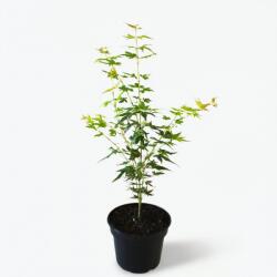  Arțar japonez Katsura (Acer palmatum Katsura) (9962)