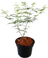  Arțar japonez Emerald Lace (Acer palmatum Emerald Lace) (9961)