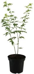  Arțar japonez Orange Dream (Acer palmatum Orange Dream) (9963)
