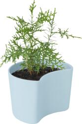 RIG-TIG Ghiveci Your Tree bleu cu semințe de pin (Z00136-3)