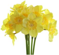 Művirágok, Műanyag 400 Mm-Es Nárciszcsokor, Sárga - gyertyakvilaga - 1 370 Ft