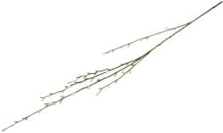  800 Mm-Es Barkaág, Natúr