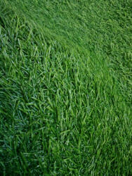 Gazon SRI LANKA, Covor Gazon Iarba Artificiala, Verde, 20 mm, Latime 2 m (SRILANKA-20-25)