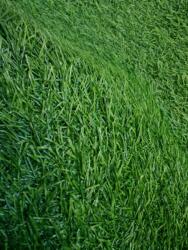 Gazon SRI LANKA, Covor Gazon Iarba Artificiala, Verde, 20 mm, Latime 4 m (SRILANKA-20-49)