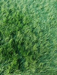 Gazon SRI LANKA, Covor Gazon Iarba Artificiala, Verde, 40 mm, Latime 2 m (SRILANKA-40-215)