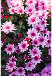 MÉDIA Öntapadó és mosható fali tapéta Flori98, 150 x 205 cm (FOTOTAP5612)