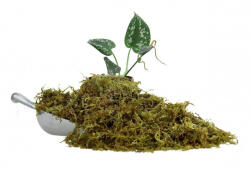  The Pet Factory Trocken-Moos | Prémium szárított moha szállításhoz és dekorációhoz - 100 g