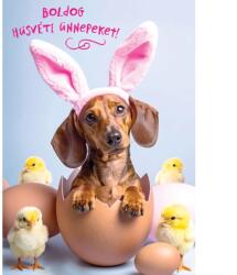 Cardex Üdvözlőlap húsvéti képeslap D árkód Cardex 51208 (51208)