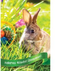 Cardex Üdvözlőlap húsvéti képeslap D árkód Cardex 48863 (48863)