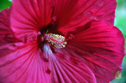  Hibiszkuszvirág (NKC568392)