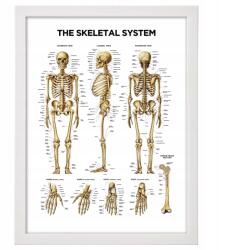  Keretezett tábla Ember csontváz felakasztható orvosi tábla 40x30 cm (Szklielet 2)