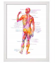  Orvosi tábla keretben ember izmok készen áll a felakasztásra 40x30 cm (Człowiek)