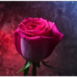 MÉDIA Vászonfestmény - Virágok 72, 105 x 70 cm (TABIMG4322)