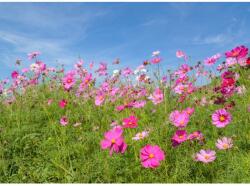MÉDIA Öntapadó és mosható fali tapéta Flori97, 250 x 200 cm (FOTOTAP9714)