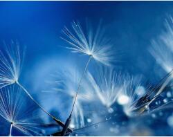 MÉDIA Öntapadó és mosható falikép Pitypang víztükrözésben, 250 x 200 cm (FOTOTAP9093)