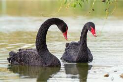 MÉDIA Média vászonfestmény, 105 x 70 cm (TABIMG6243)