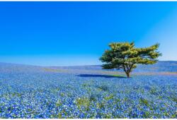 Media Öntapadós tapéta Field of blues, 200 x 150 cm (FOTOTAP9938)