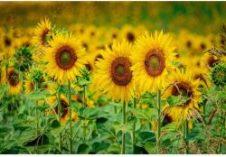 MÉDIA Flori148 vászonkép, 105 x 70 cm (TABIMG6447)