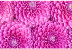 Blueback MAT Tapéta Virágok76, 350 x 200 cm (BBIMG5808)