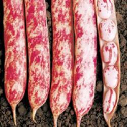 Seminis Bab Etna (25 EM, -566, 82 g/EM-, 14, 17 kg - kiszerelt)