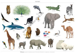 Balázs-Diák Zrt Oktató tabló - állatok II. - Angol nyelven (BD-1167-A)