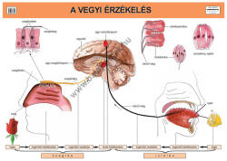 Comenius 2010 Bt A vegyi érzékelés (1315)