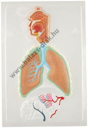 Ningbo Kingstic Emberi légzőrendszer 3D oktatótabló (NK-1551A)