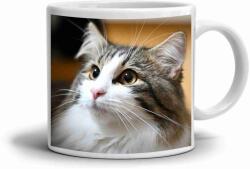  Fehér kerámia bögre 330ml képpel - aranyos hosszú szőrű macska (HRNEK-90X82-BILY-516)