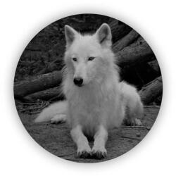  65x65mm-es kör alakú mágnes - fehér farkas (MAGNET-65x65-KRUH-59)