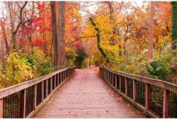 MÉDIA Falmatrica Híd őszi erdőben, 250 x 200 cm (FOTOTAP14228)